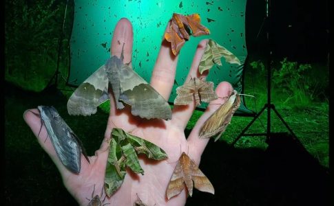 Mothing Program at the Brewery by Matthew Nochisaki!