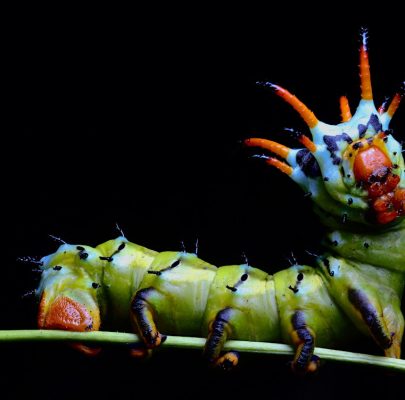 Caterpillar Crawl at the Brewery by Matthew Nochisaki