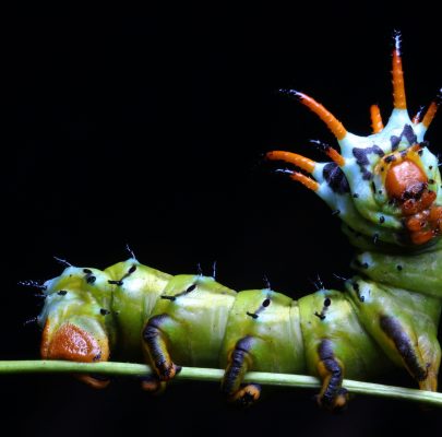 Caterpillar Crawl by Matthew Nochisaki
